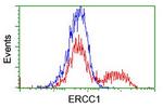 ERCC1 Antibody in Flow Cytometry (Flow)