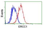 ERCC1 Antibody in Flow Cytometry (Flow)