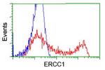 ERCC1 Antibody in Flow Cytometry (Flow)