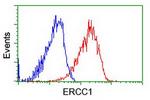 ERCC1 Antibody in Flow Cytometry (Flow)