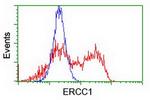 ERCC1 Antibody in Flow Cytometry (Flow)