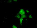 ERCC1 Antibody in Immunocytochemistry (ICC/IF)