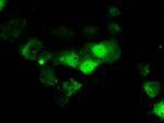 ERCC1 Antibody in Immunocytochemistry (ICC/IF)