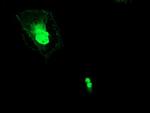 ERCC1 Antibody in Immunocytochemistry (ICC/IF)