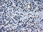 ERCC1 Antibody in Immunohistochemistry (Paraffin) (IHC (P))