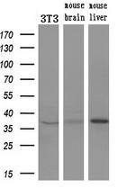 ERCC1 Antibody in Western Blot (WB)