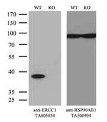 ERCC1 Antibody in Western Blot (WB)
