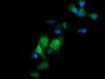 ERG Antibody in Immunocytochemistry (ICC/IF)