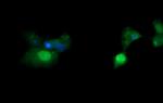 ERG Antibody in Immunocytochemistry (ICC/IF)