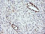 ERG Antibody in Immunohistochemistry (Paraffin) (IHC (P))