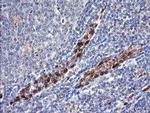 ERG Antibody in Immunohistochemistry (Paraffin) (IHC (P))