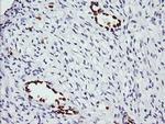 ERG Antibody in Immunohistochemistry (Paraffin) (IHC (P))