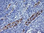 ERG Antibody in Immunohistochemistry (Paraffin) (IHC (P))