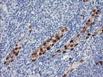 ERG Antibody in Immunohistochemistry (Paraffin) (IHC (P))