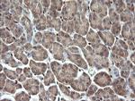 ERG Antibody in Immunohistochemistry (Paraffin) (IHC (P))