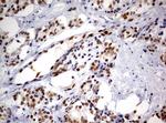 ERG Antibody in Immunohistochemistry (Paraffin) (IHC (P))