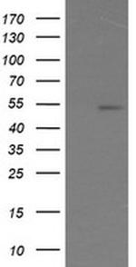 ERG Antibody in Western Blot (WB)