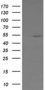 ERG Antibody in Western Blot (WB)