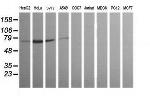 ERG Antibody in Western Blot (WB)