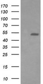 ERG Antibody in Western Blot (WB)