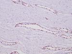 ERG Antibody in Immunohistochemistry (Paraffin) (IHC (P))