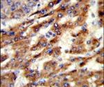 ERGIC3 Antibody in Immunohistochemistry (IHC)