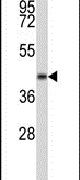ERGIC3 Antibody in Western Blot (WB)