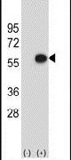 ERGIC3 Antibody in Western Blot (WB)