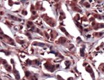 ERK2 Antibody in Immunohistochemistry (IHC)