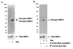Phospho-ERK1/2 (Thr202,Tyr204, Thr185,Tyr187) Antibody in Western Blot (WB)