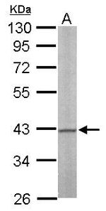 ERK1 Antibody in Western Blot (WB)