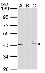 ERK1 Antibody in Western Blot (WB)