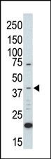 ERK2 Antibody in Western Blot (WB)