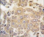 MAPK4 Antibody in Immunohistochemistry (IHC)