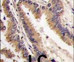MAPK4 Antibody in Immunohistochemistry (IHC)