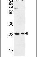 ERMN Antibody in Western Blot (WB)
