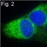 ERP29 Antibody in Immunocytochemistry (ICC/IF)