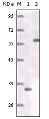 Estrogen Receptor alpha Antibody in Western Blot (WB)