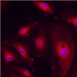 ERP29 Antibody in Immunocytochemistry (ICC/IF)