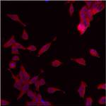 ERP29 Antibody in Immunocytochemistry (ICC/IF)