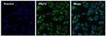 ERp72 Polyclonal Antibody