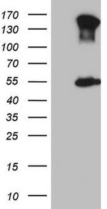 ESRRA Antibody in Western Blot (WB)