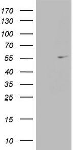 ESRRA Antibody in Western Blot (WB)