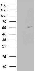 ESRRA Antibody in Western Blot (WB)