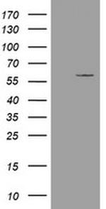 ESRRG Antibody in Western Blot (WB)