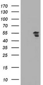 ESRRG Antibody in Western Blot (WB)