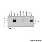 ETA, Endothelin Receptor A Antibody in Western Blot (WB)