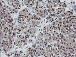ETS2 Monoclonal Antibody (OTI1H4), TrueMAB™