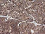 ETS2 Antibody in Immunohistochemistry (Paraffin) (IHC (P))