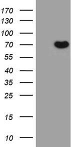 ETV4 Antibody in Western Blot (WB)
